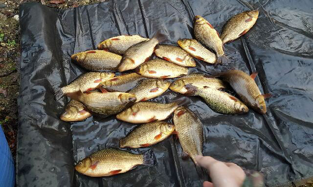 crucian carp